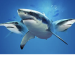 The Shark Cult!