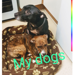 Sloth,Dog,animal ##### and roblox #####