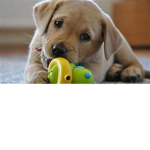 Woof friends :)