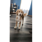 Nala kreger