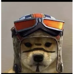 Dog caught