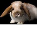 Bunnyyyyyyy13