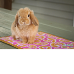 Rabbits and catz group :P