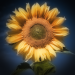 Sunflower Fan club
