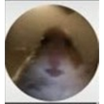 Hamster Cult Roblox