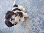 da cutest OREO