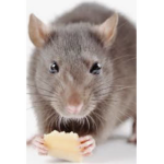 THE RATS WILL TAKE OVER THE CATS