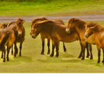 The Ex_Moor Pony Club