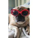 Ozzy The Pug Squad