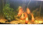 Go Fishy!