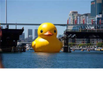 Ducks = awsome