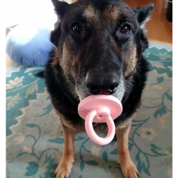 PACIFIER DOG CLICKER!
