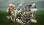 Fun animal vibes