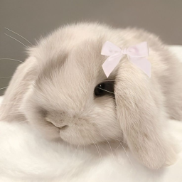 🐰🎀