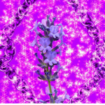 Lavender Hangout