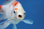 Fisching Fun