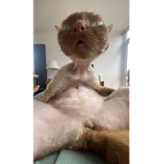 Happy toe