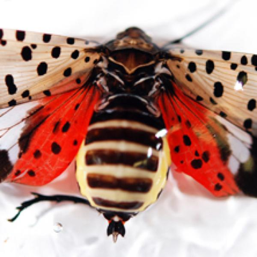 Lantern Fly Killing Simulator
