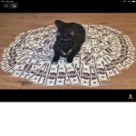 Hecker cats ultra utimate!