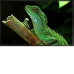 there cool raid lizard group