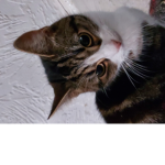 TeamCats3