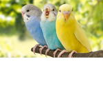 Bird life ultimate