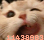 The cat maniacs