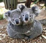 Cute baby koala club