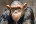 Save all Animals!