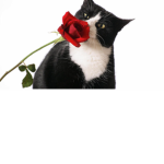 KittenDevils Fan Group