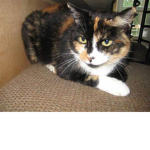El Calico