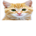 Guest Quest: FluffyKins+