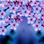 Blossomlyns