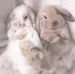 lullabybunni