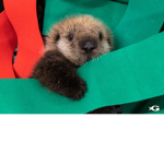 The Otter Republic
