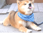 JOIN IF YOU LIKE PUPPIES