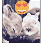 The Dabing Bunny’s