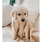 <3 Softies <3