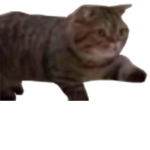 yes, kitty has run