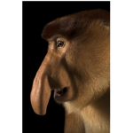 fsafafasfs