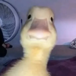 EPIC BRUH MOMENTS:D
