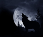 Alpha wolfs group