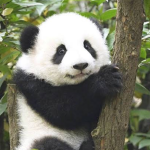 PandasAreCute