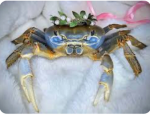 CRABBSSS FANSSS GROUP