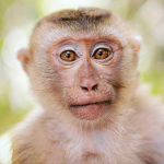 Find The monke's