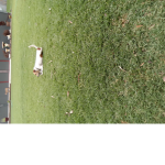 Deep dogs