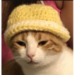 Pumpkin with a beanie
