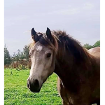 Horse_ racing squad