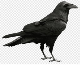 Ravenheaven