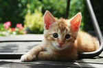Catnap Development Team